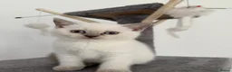 British Shorthair cats for sale: sweet gentle British Shorthair silky coat Kittens - Advert 3