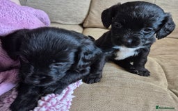Mixed Breed dogs for sale: 6 very loved puppies - Image 9