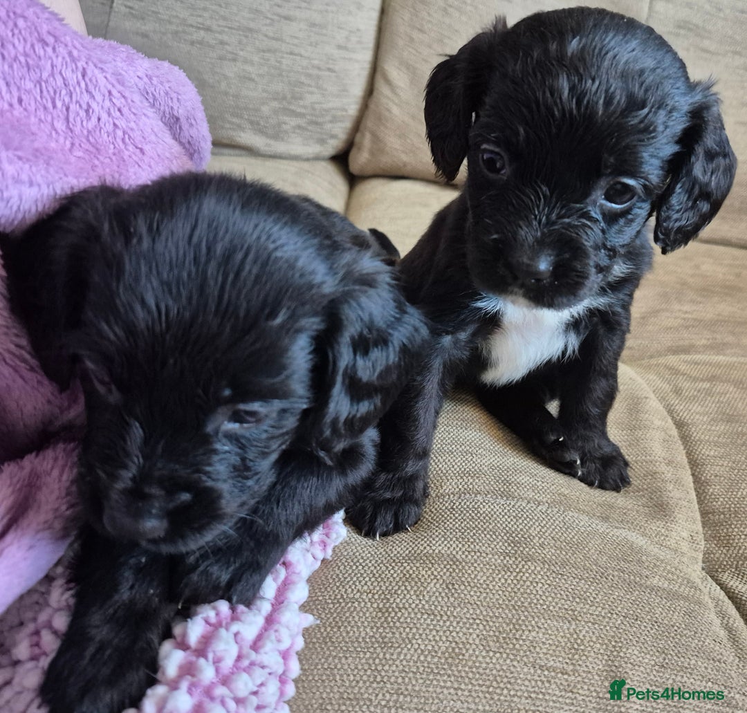 Mixed Breed dogs for sale: 6 very loved puppies - Image 9