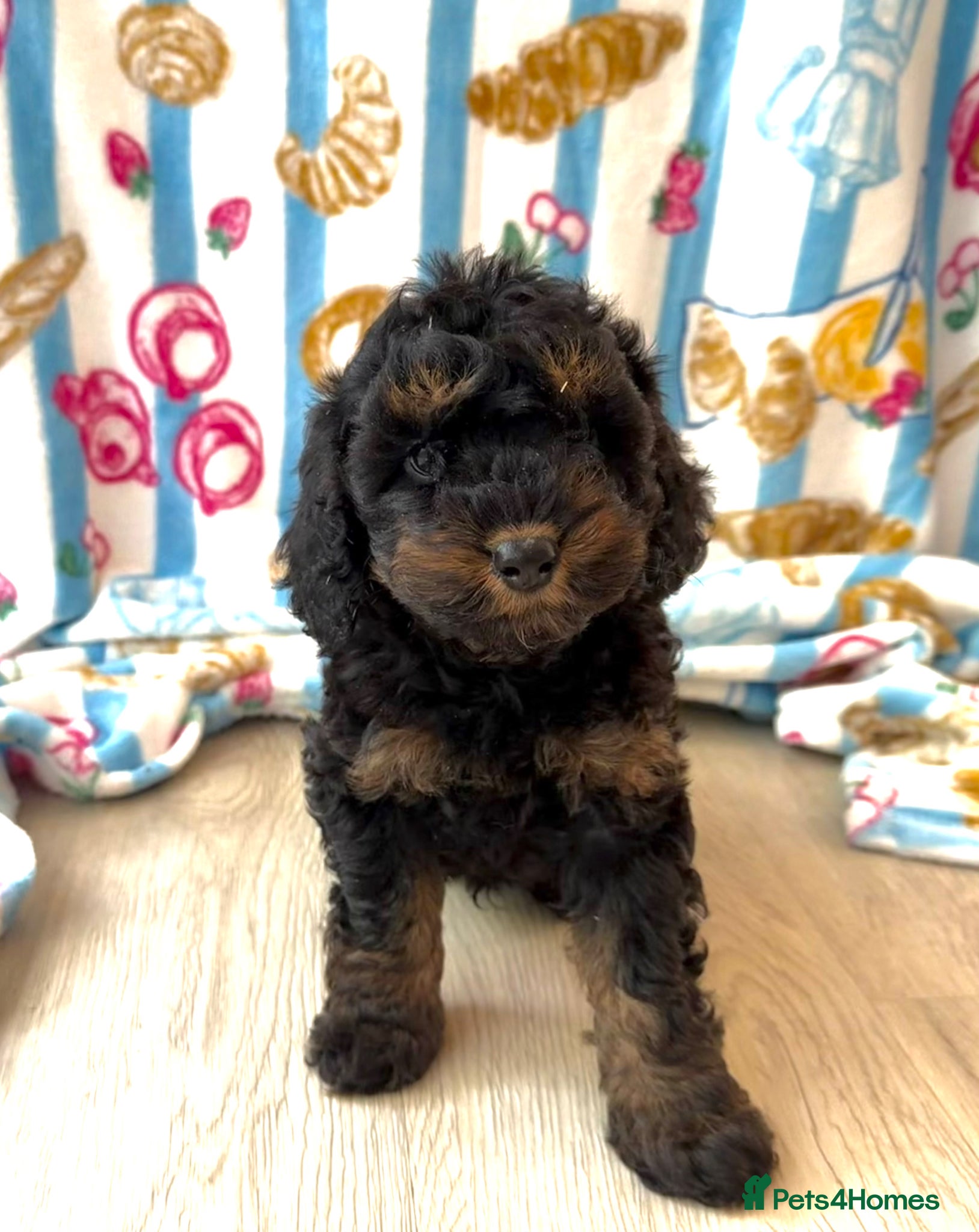 Cavapoo dogs Ready to leave Unique cavapoo pups - Advert 2