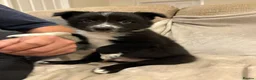 Border Collie dogs for sale: Border collie puppies  in Cottingham - Advert 4