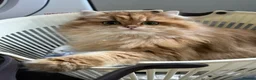 British Longhair cats for sale: Female British Long Hair Cat - Advert 2