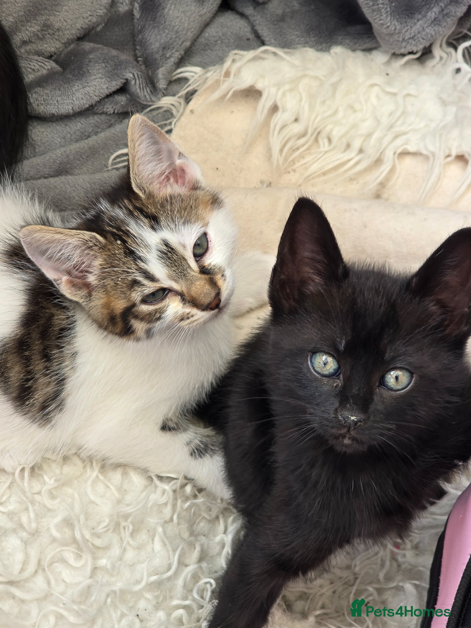 Domestic Shorthair cats Two female and one male kittens  - Advert 2