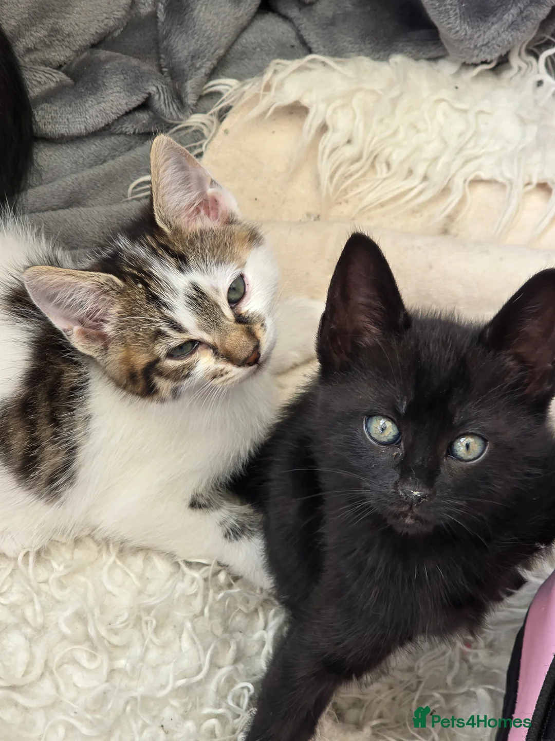 Domestic Shorthair cats for sale: Two female and one male kittens  - Advert 1