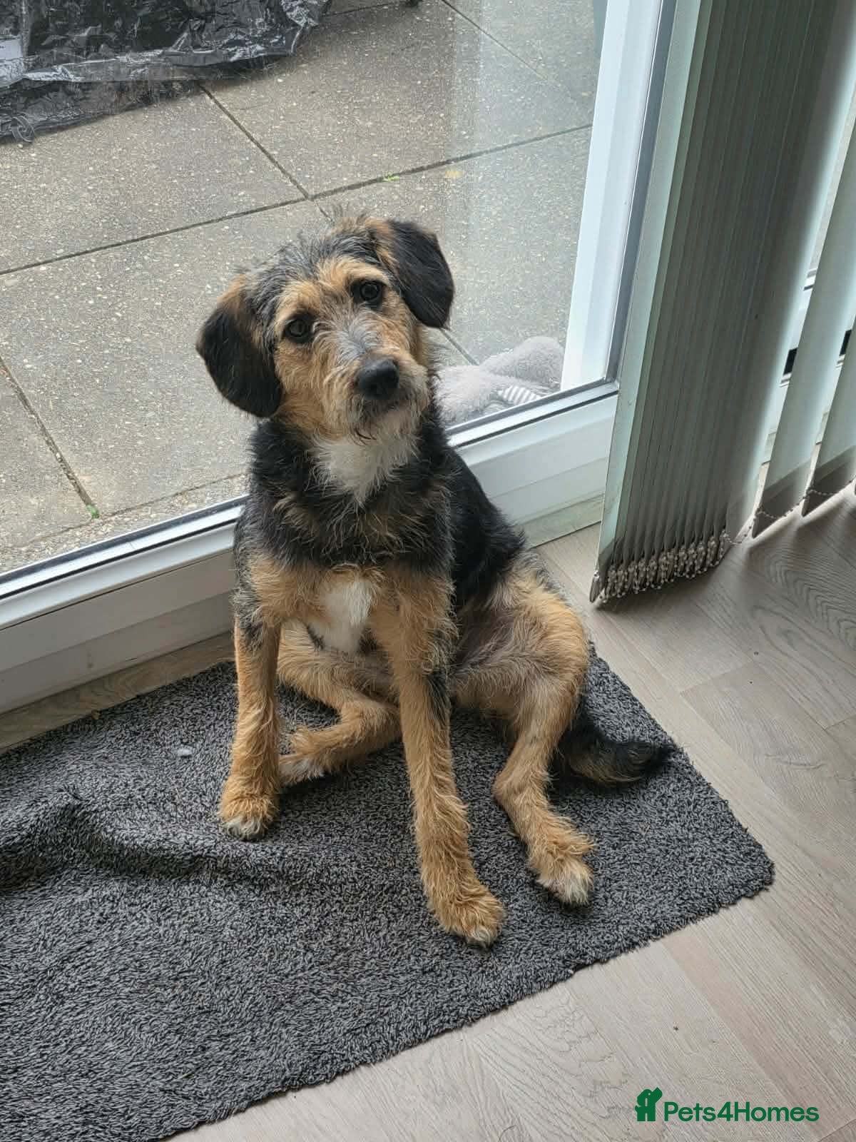 Mixed Breed dogs ☀️SUNNY - OUR LITTLE RAY OF SUNSHINE ☀️  - Advert 1