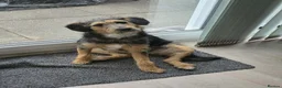 Mixed Breed dogs for adoption: ☀️SUNNY - OUR LITTLE RAY OF SUNSHINE ☀️  in Morecambe - Advert 1