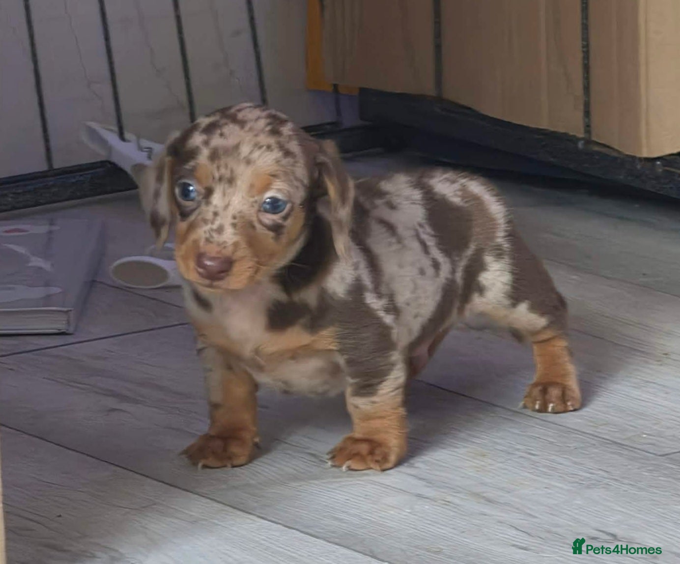 Dachshund dogs Dashund - Advert 11
