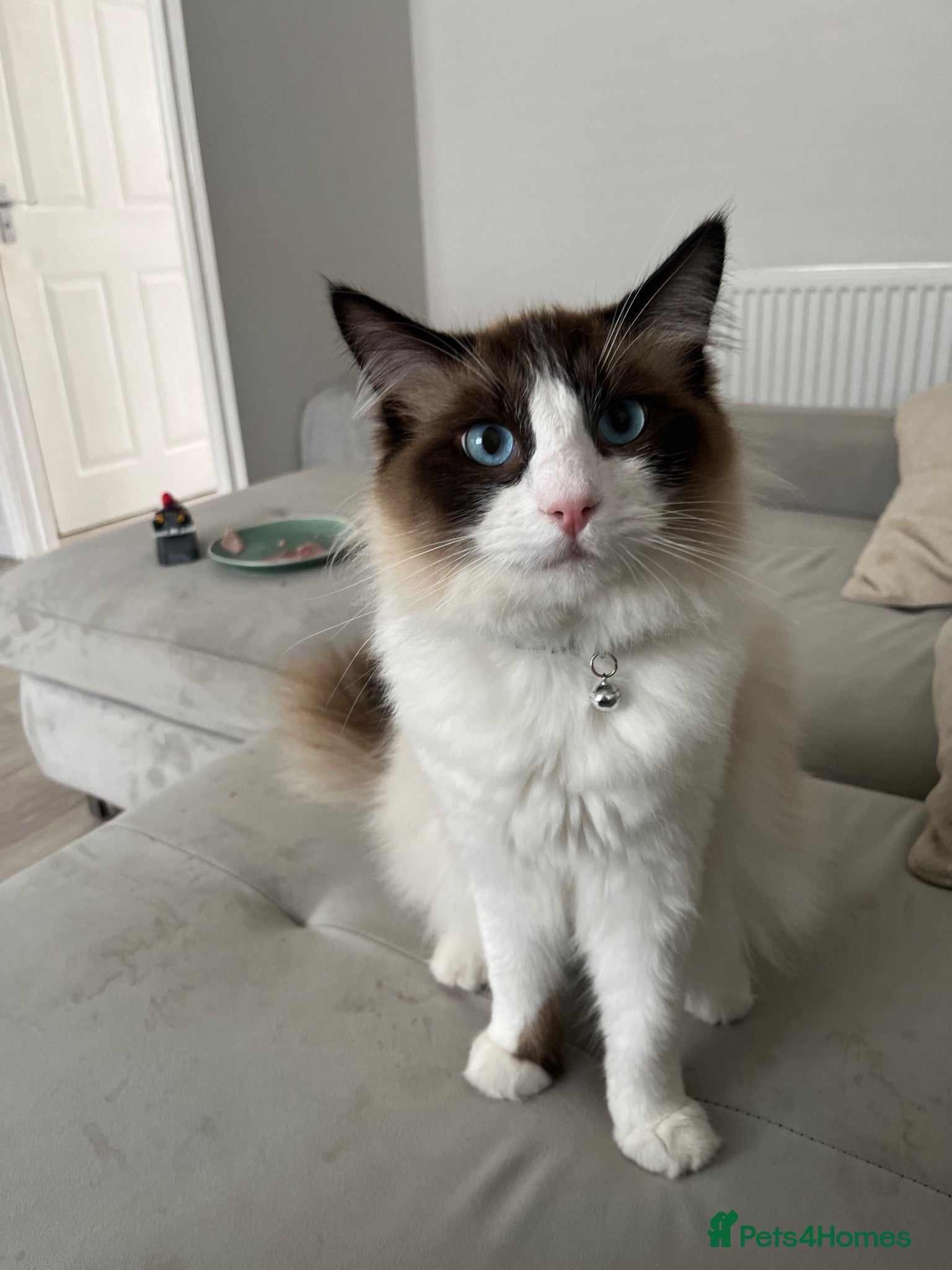 Ragdoll cats Beautiful Ragdoll Kittens - Advert 2