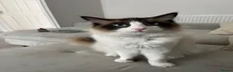 Ragdoll cats for sale: Beautiful Ragdoll Kittens - Advert 6