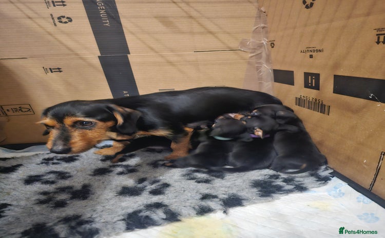 Mixed Breed dogs - Advert 16