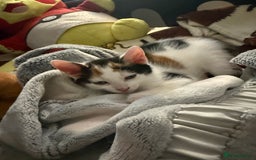 Domestic Shorthair cats for sale:  female kittens beautiful temperaments - Image 19