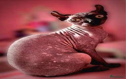 Sphynx cats for sale: Gorgeous girl - Image 2