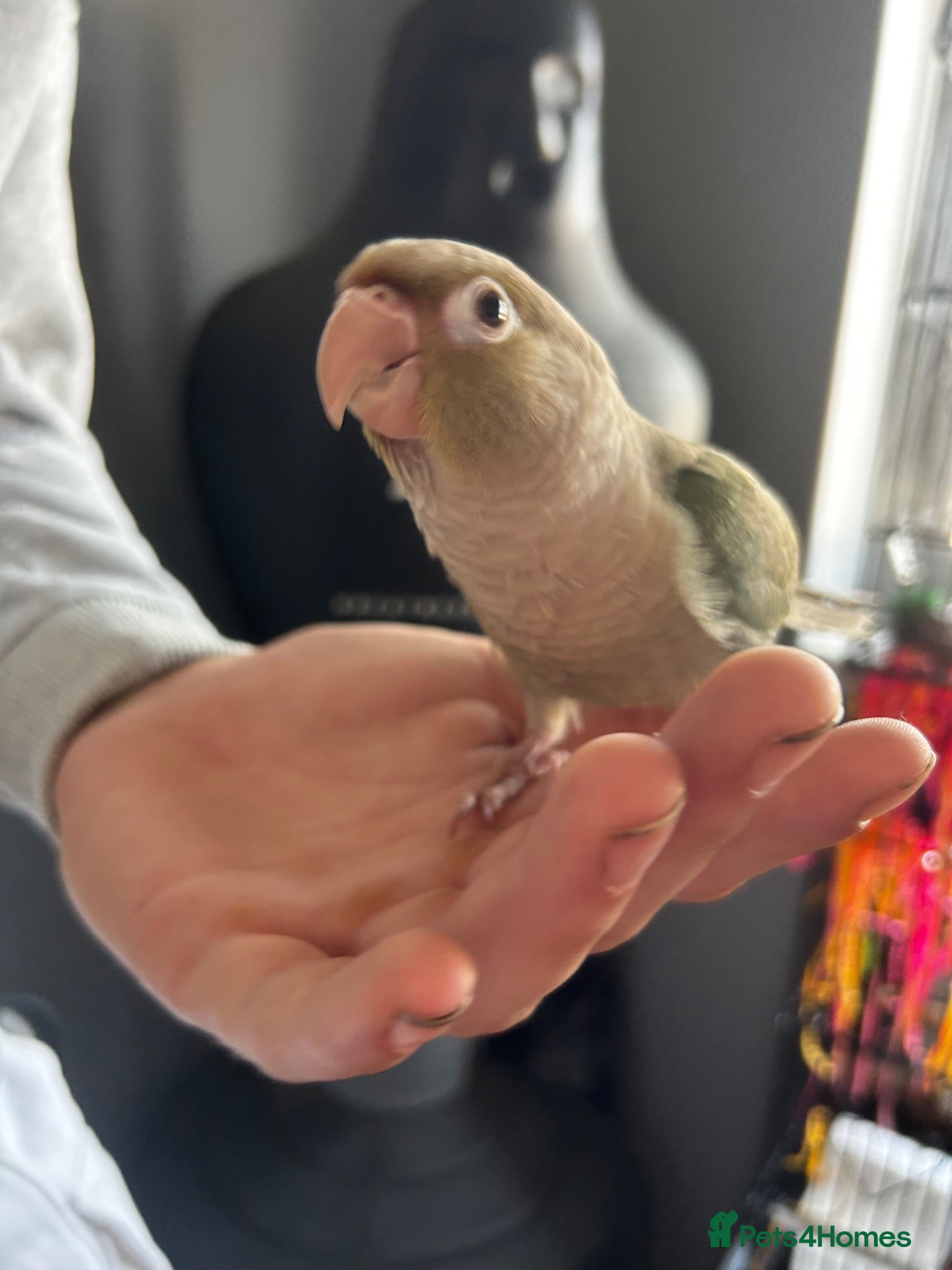 Conures birds Friendly Green Conure - Hand Raised  - Advert 2