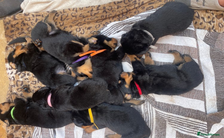 Rottweiler dogs - Advert 1