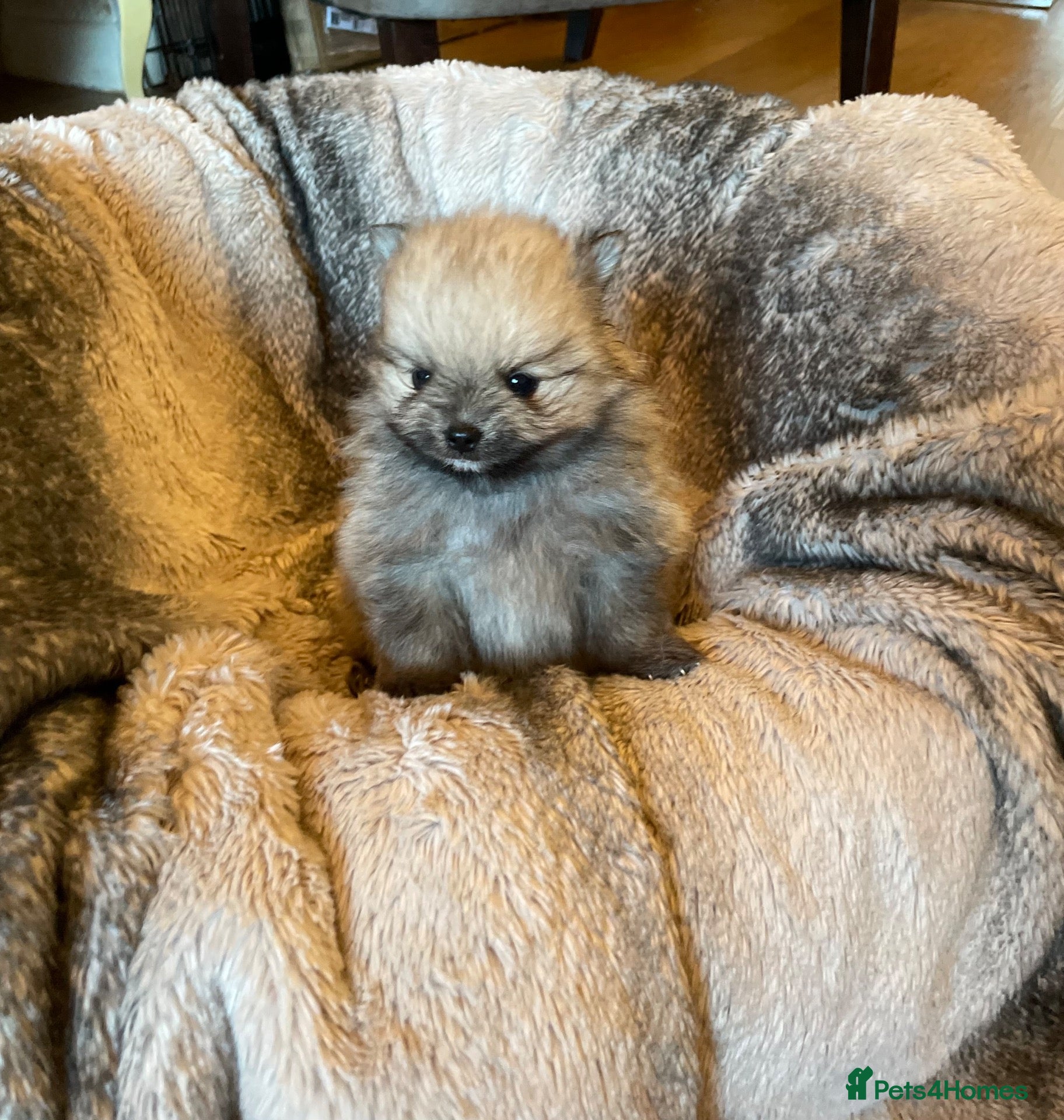 Pomeranian dogs Stunning KC Teddy Bear Pomeranians - Advert 1