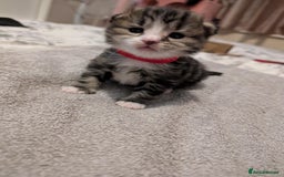 Mixed Breed cats for sale: Siberian mix kitten - Image 9