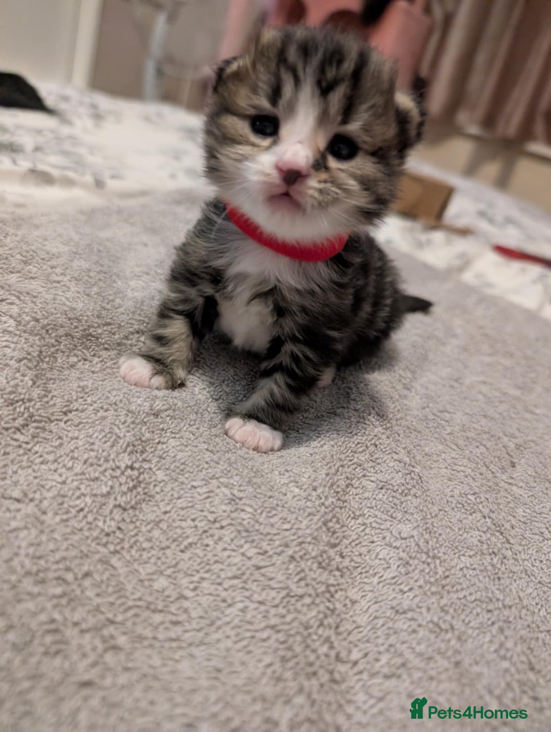 Mixed Breed cats for sale: Siberian mix kitten - Image 9