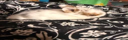 Netherland Dwarf rabbits for sale: Baby bunnies for sale  - Advert 2