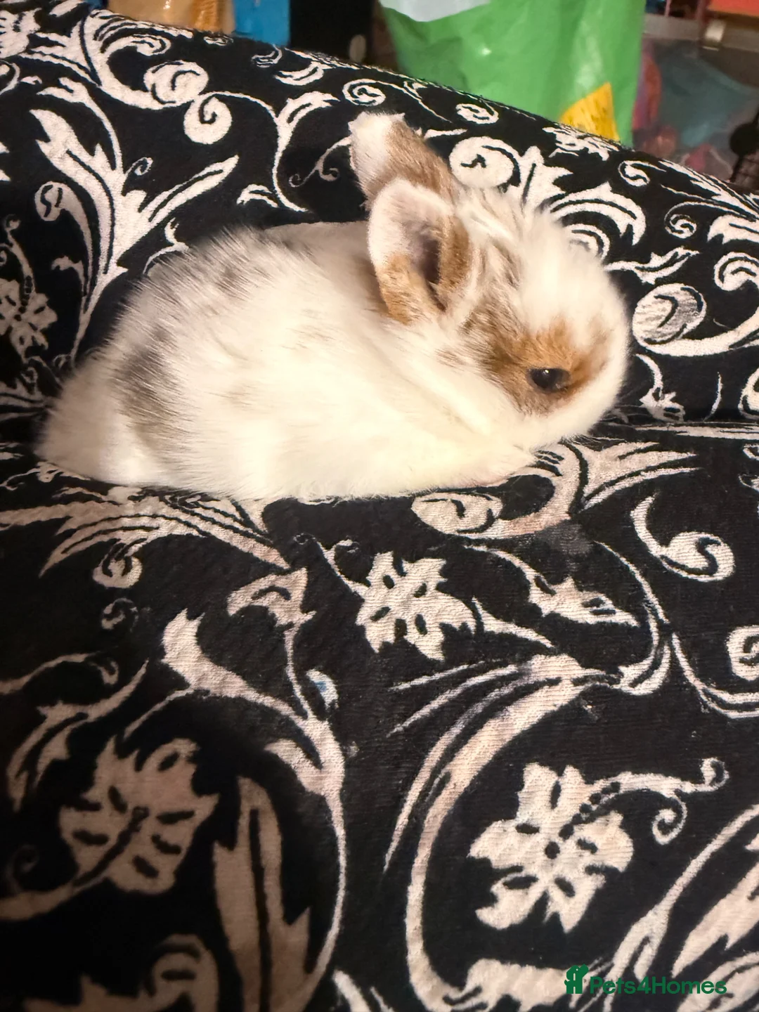 Netherland Dwarf rabbits for sale: Baby bunnies for sale  - Advert 2