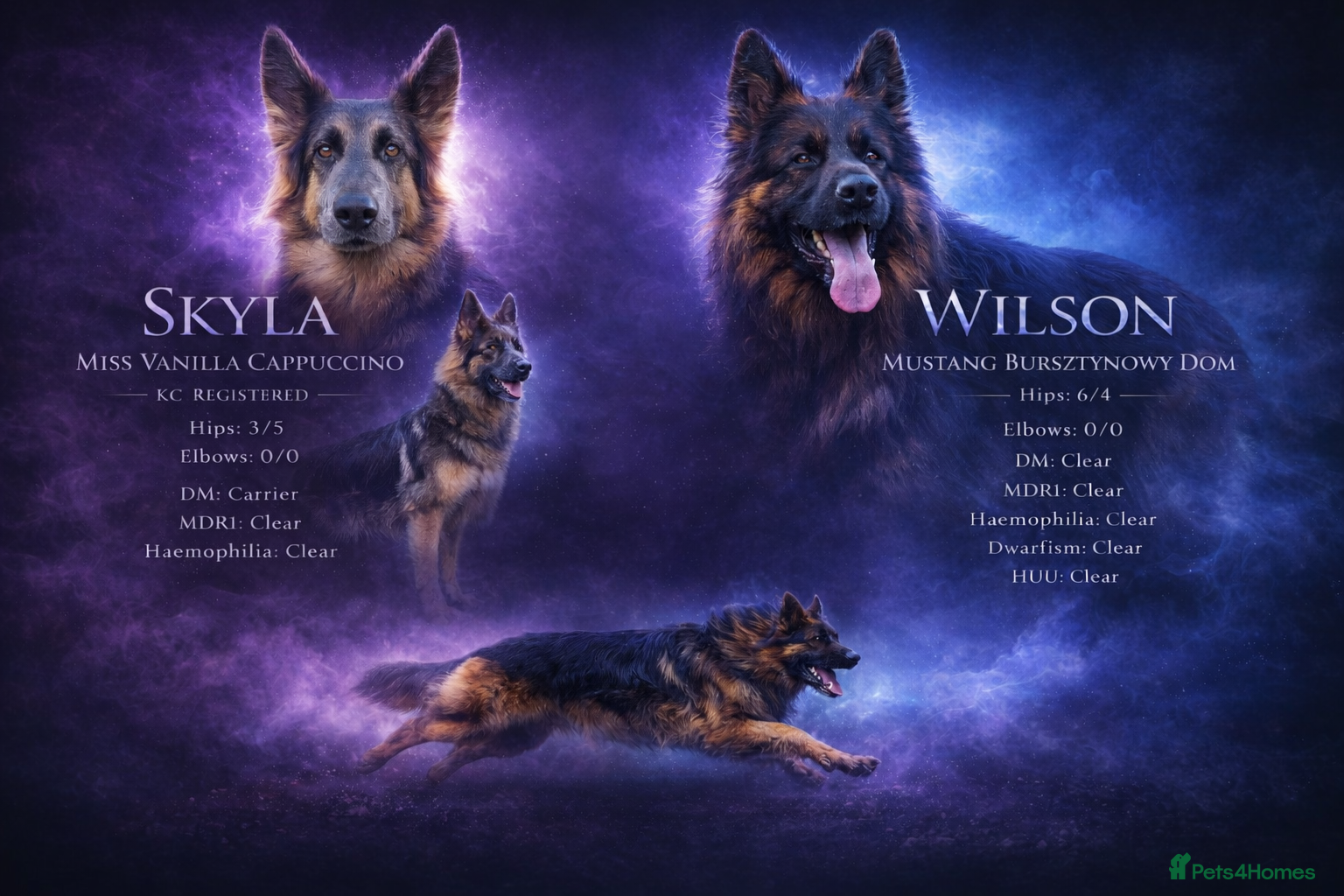 German Shepherd dogs Upcoming litter - due 19/04/26 - Advert 1