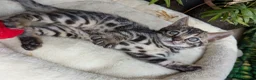 Bengal cats for sale: Bengal kittens in Essex TICA registered purebred  in Colchester - Advert 25