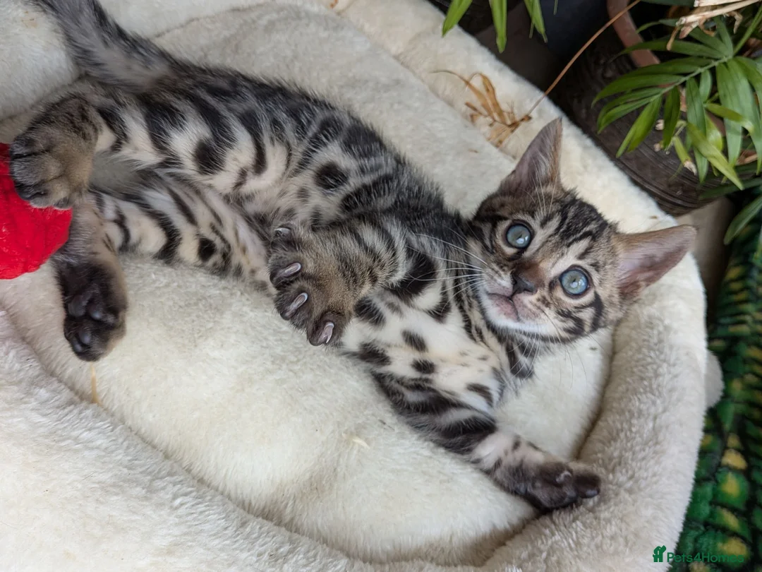 Bengal cats for sale: Bengal kittens in Essex TICA registered purebred  in Colchester - Advert 25