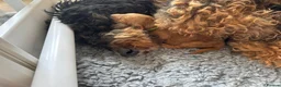Bernedoodle dogs for sale: Bernadoodle puppies for sale - 2 boys 1 girl in Romford - Advert 8