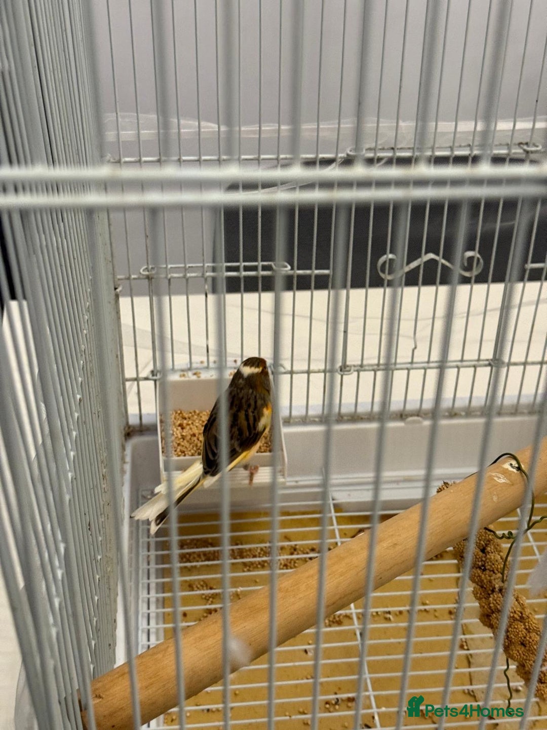 Finches birds for sale: Male Goldfinch for Sale – £100 (includes cage) - Advert 9