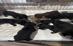 Dachshund dogs for sale: Kc standard Black and Tan dachshunds - Image 8