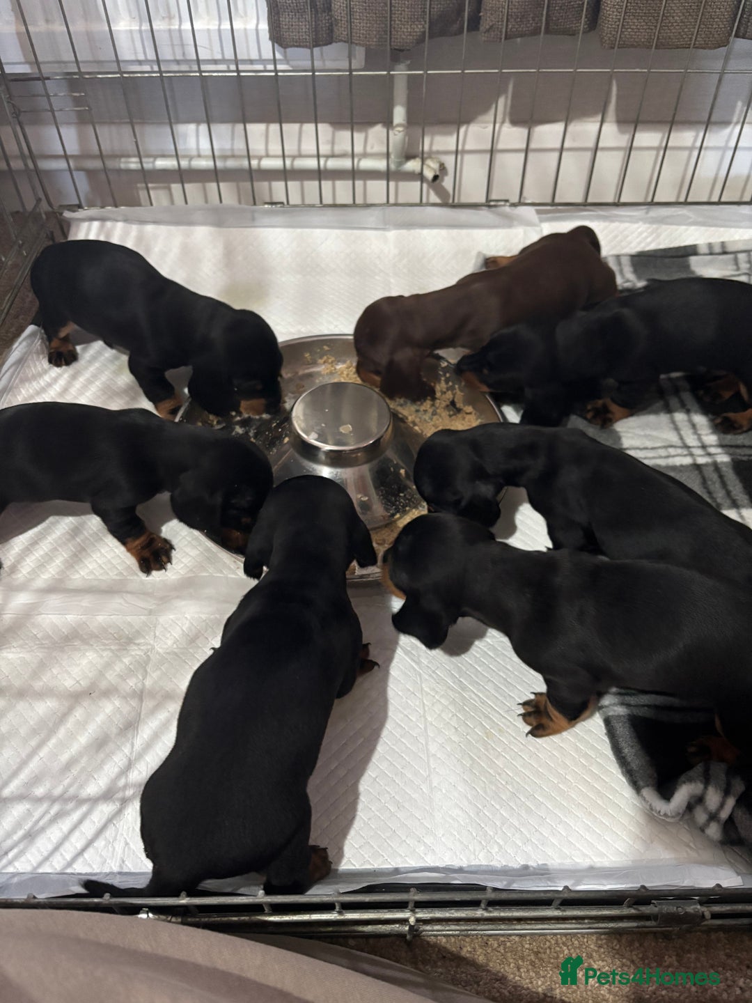 Dachshund dogs for sale: Kc standard Black and Tan dachshunds - Image 8