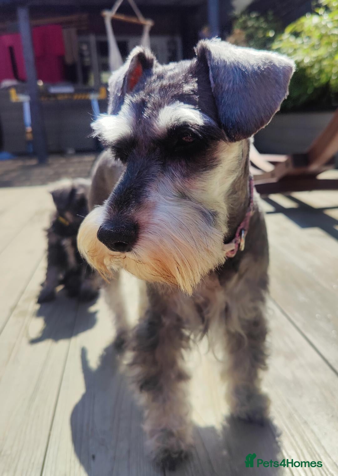 Miniature Schnauzer dogs for sale: Forever Homes Wanted: 2 Schnauzer Boys 🐶 - Image 11