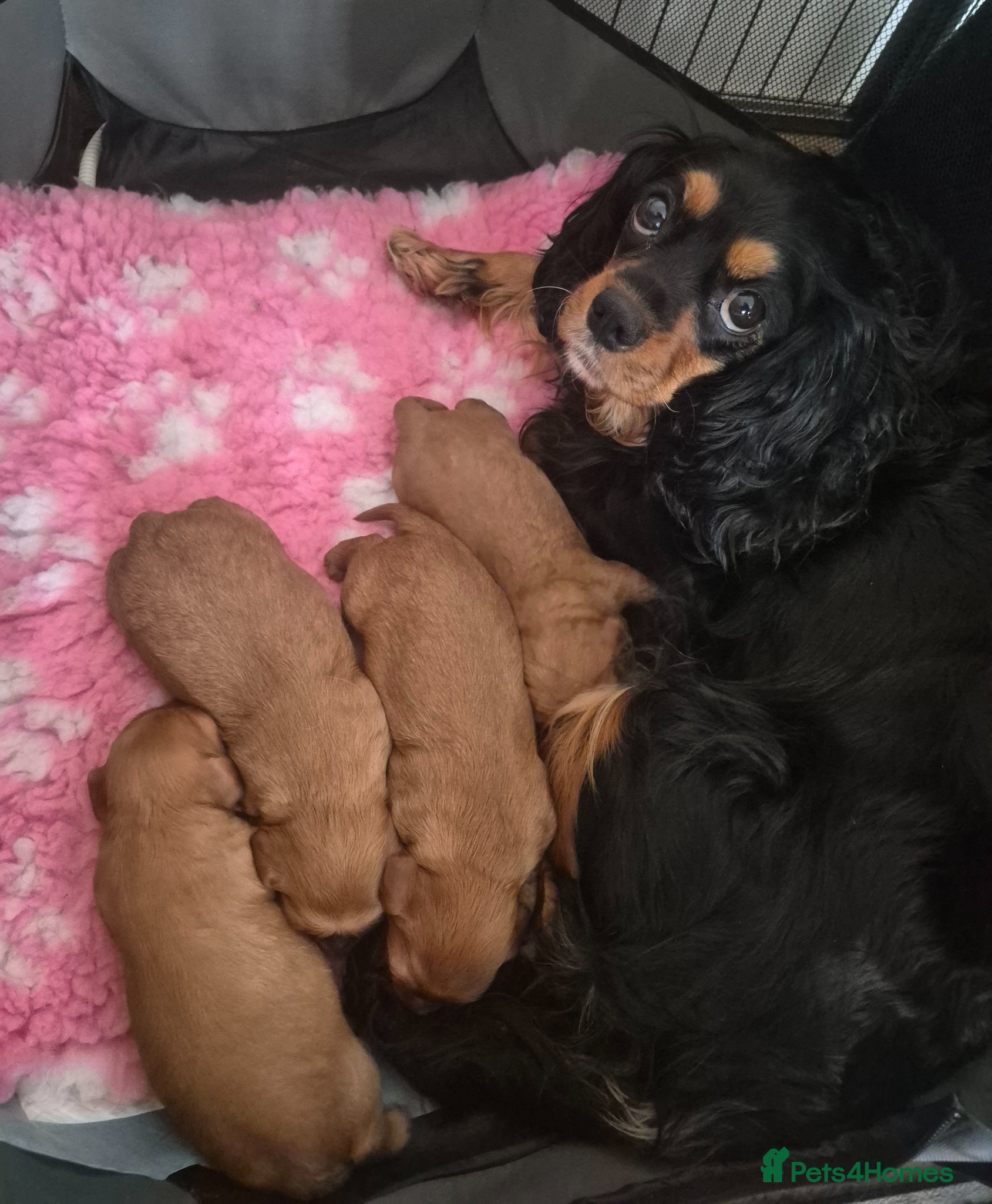 Cavalier King Charles Spaniel dogs KC REG. CAVALIER KING CHARLES PUPPIES  - Advert 1