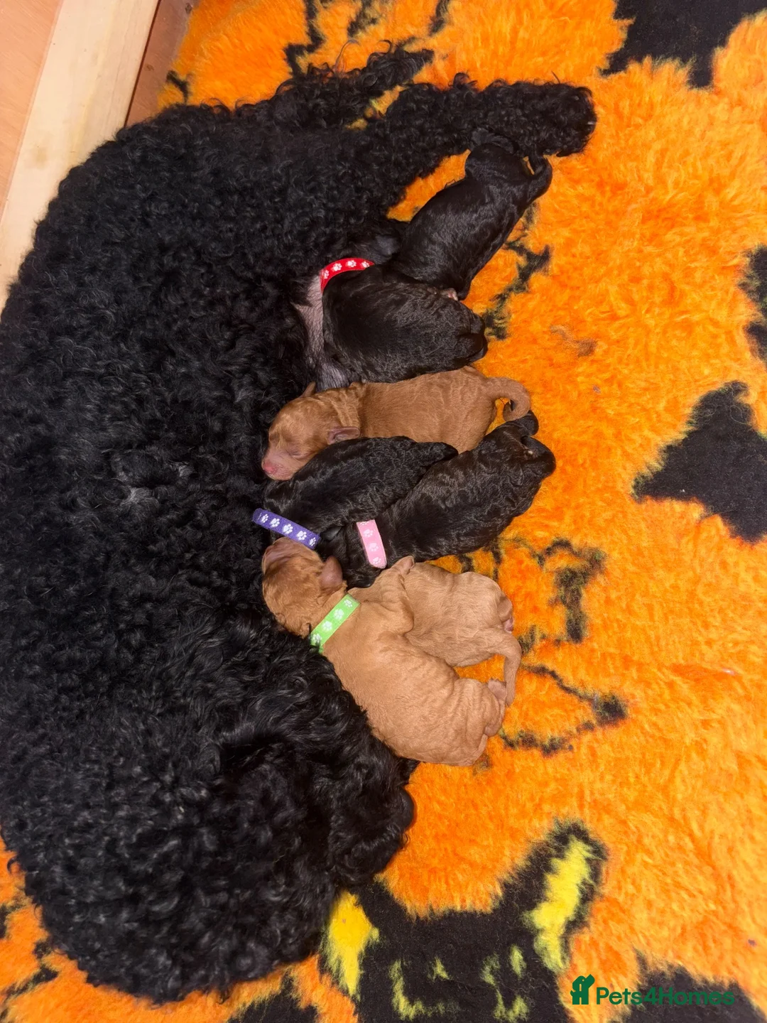 Cockapoo dogs for sale: F1b cockapoo  - Advert 2