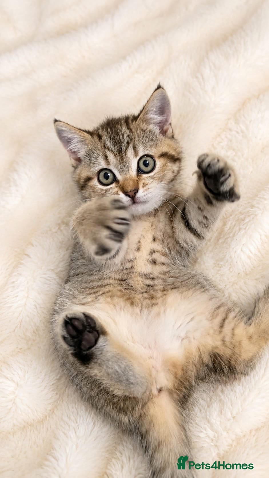British Shorthair cats British Shorthair kittens!!!  - Advert 4