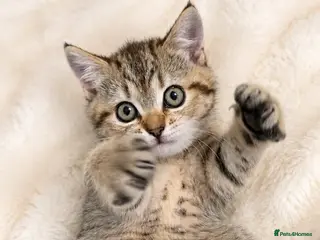 British Shorthair cats British Shorthair kittens!!! - Advert 4
