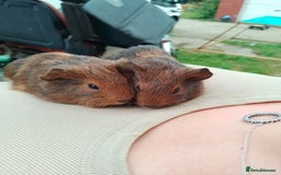 Guinea Pig rodents for sale: 4 boys - Image 3