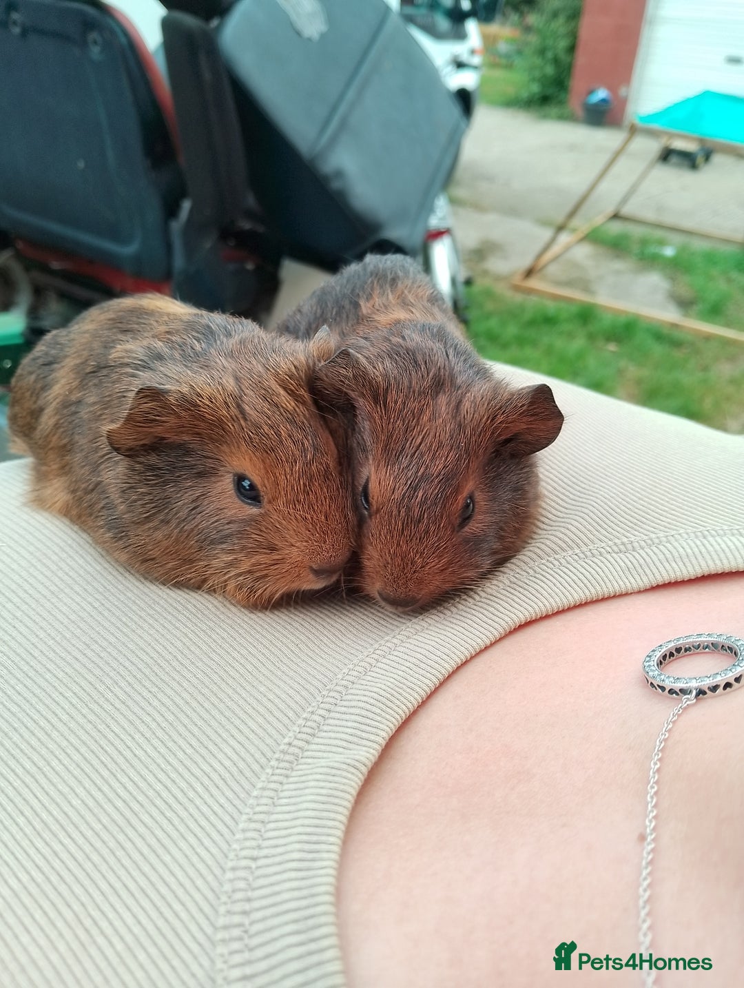 Guinea Pig rodents for sale: 4 boys - Image 3
