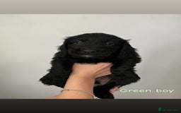 Mixed Breed dogs for sale: Gorgeous Labrador X Cockerpoo puppies in Bromley - Image 7