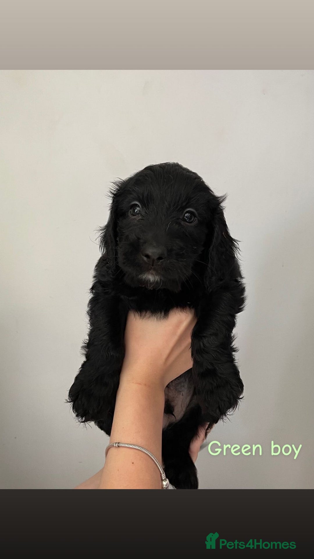 Mixed Breed dogs for sale: Gorgeous Labrador X Cockerpoo puppies in Bromley - Image 7