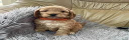 Cockapoo dogs for sale: Cockapoo F1 puppies  - Advert 14