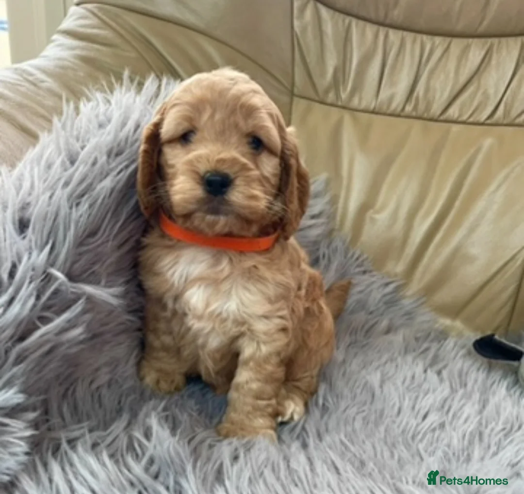 Cockapoo dogs for sale: Cockapoo F1 puppies  - Advert 14