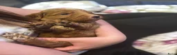 Mixed Breed dogs for sale: 7 week Cockadoodles. Reduced Price.  - Advert 26