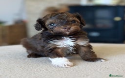 Toy Poodle dogs for stud: KC CHOCOLATE PHANTOM TOY POODLE in Willenhall - Image 23