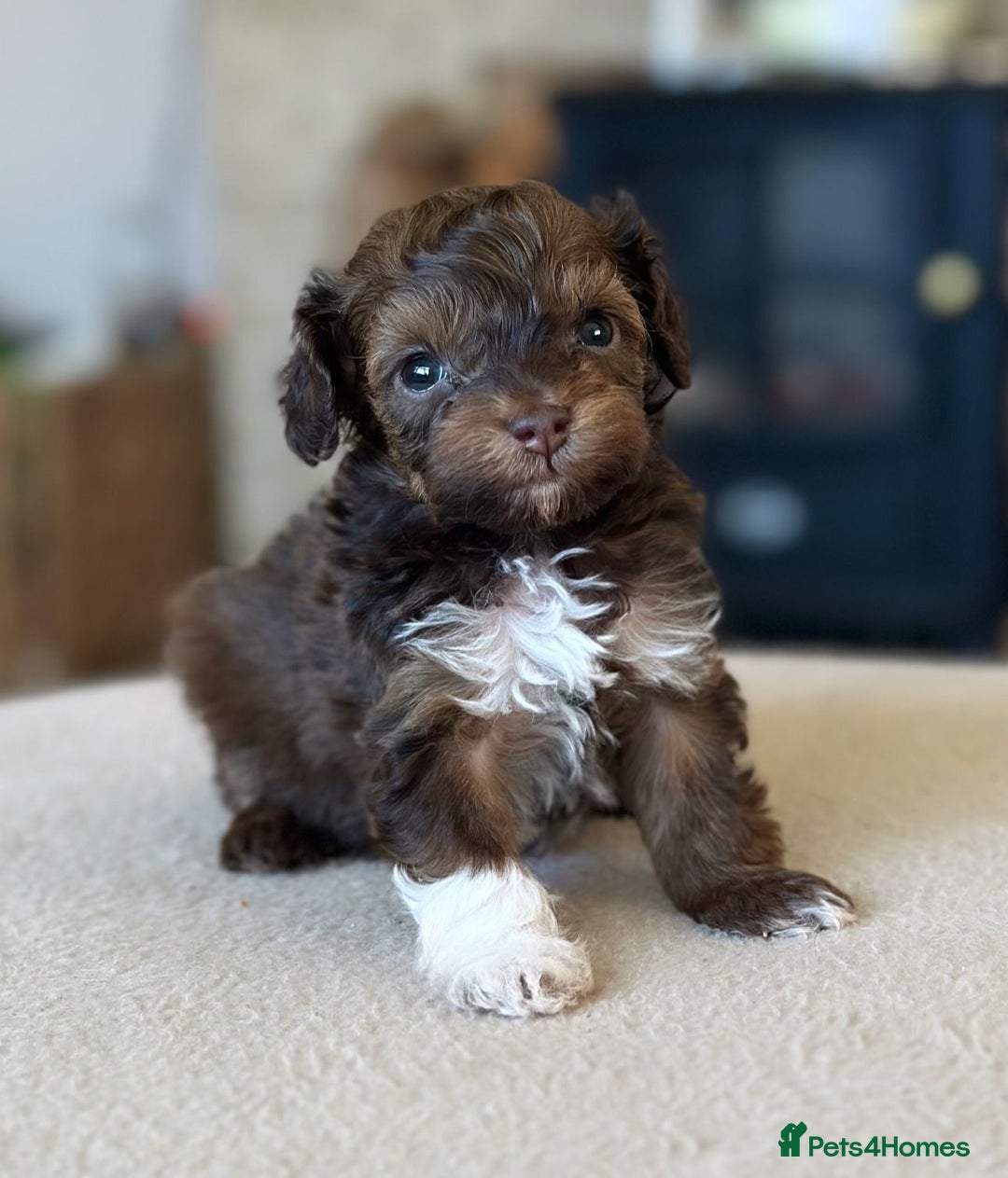 Toy Poodle dogs for stud: KC CHOCOLATE PHANTOM TOY POODLE in Willenhall - Image 23