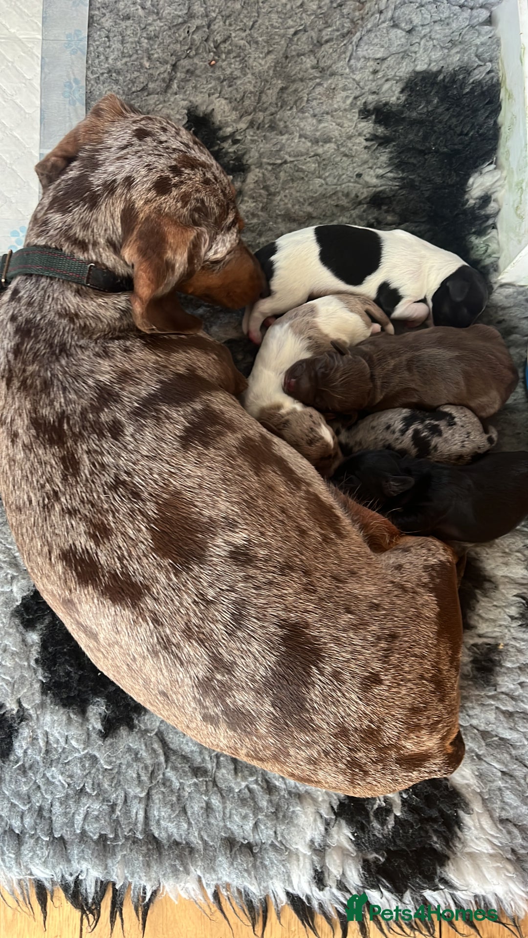 Mixed Breed dogs for sale: Doxiepoo’s  - Image 3