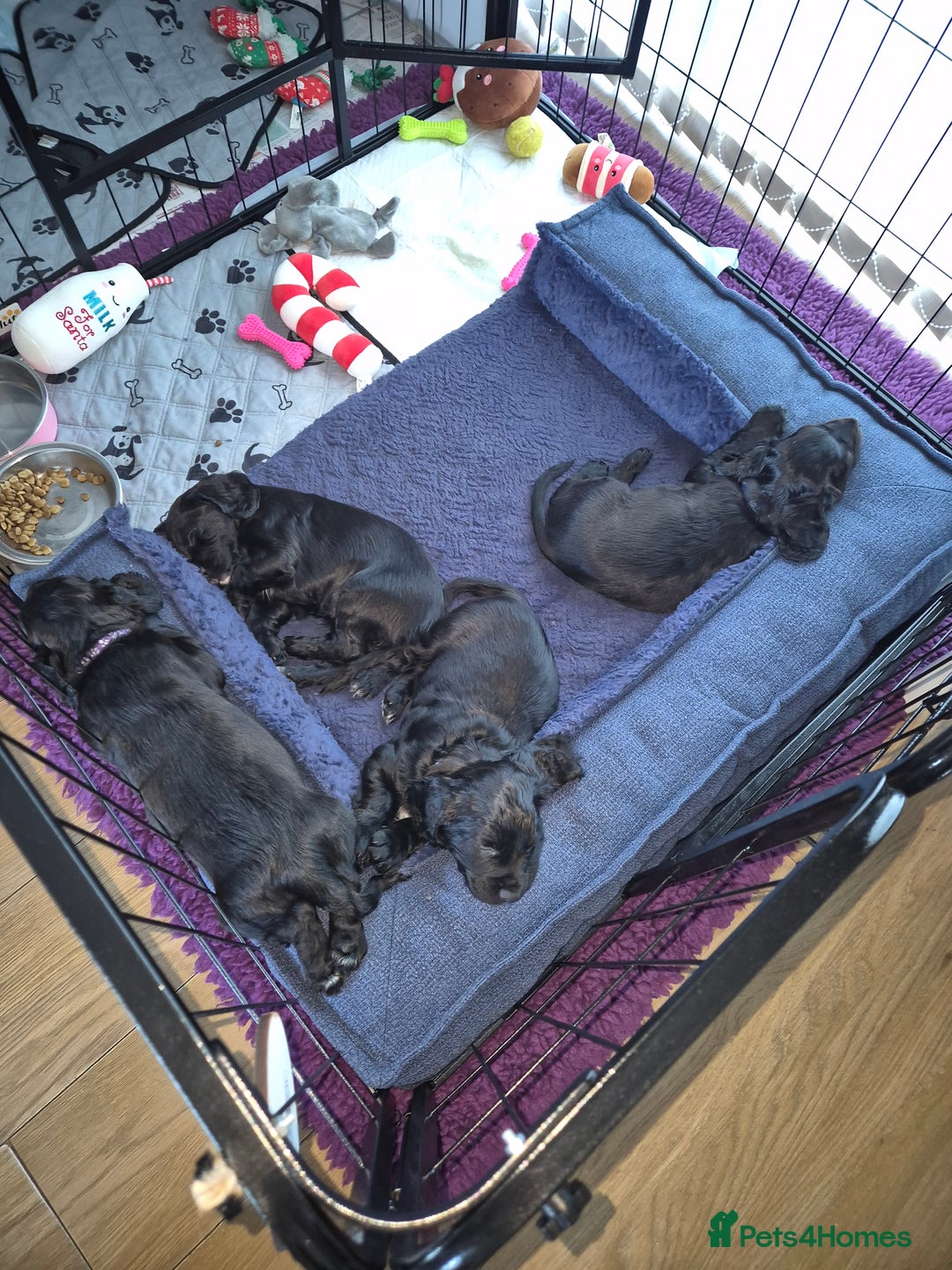 Cocker Spaniel dogs for sale: Stunning Working Cocker Spaniels - Advert 7