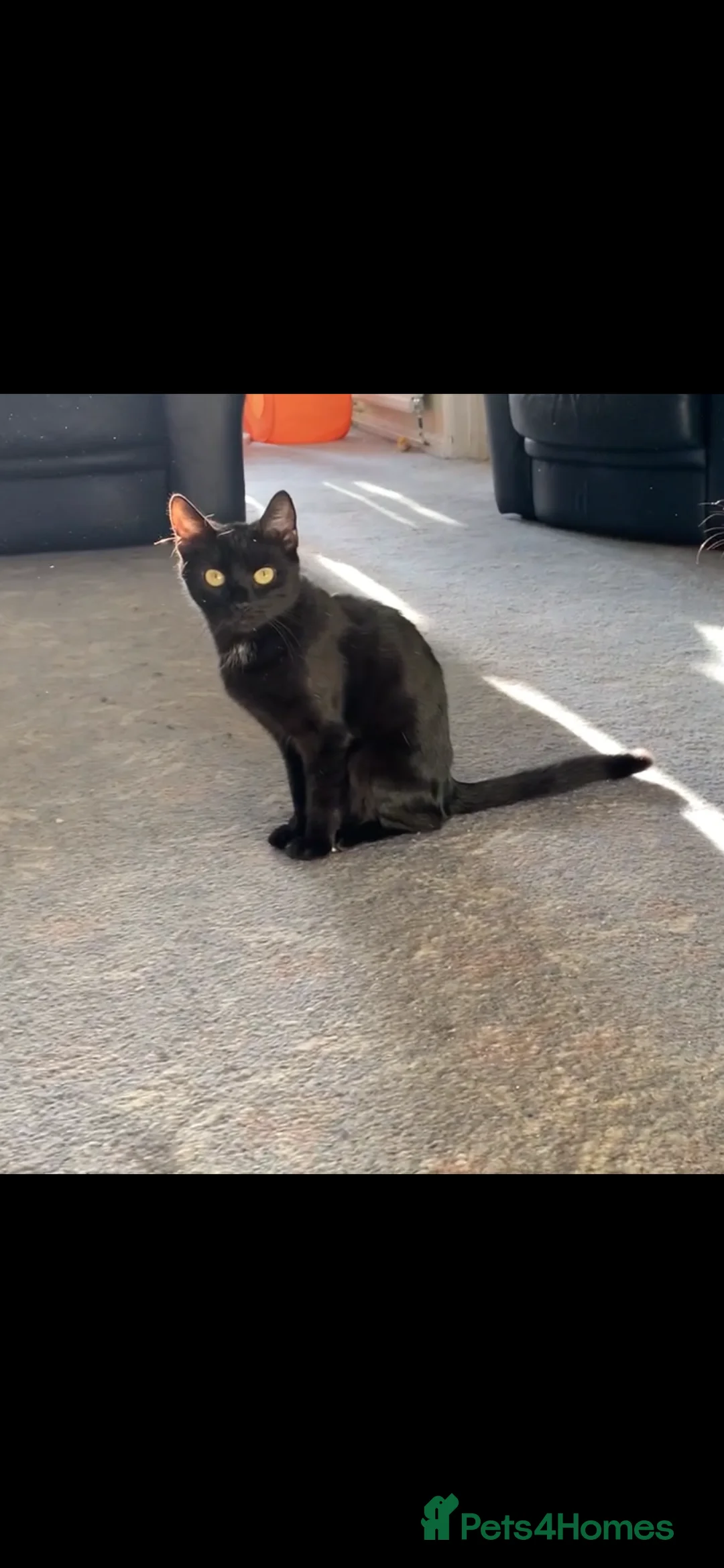 Mixed Breed cats for sale: Bonded Female Indoor Cats Need Calm Forever Home - Advert 2