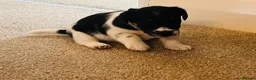 Jack Russell dogs for sale: Beautiful litter of Jack Russel puppies  in Milnthorpe - Advert 32