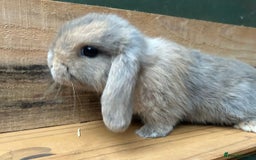 Mini Lop rabbits for sale: MINI LOP BUNNIES / PEDIGREE  - Image 14