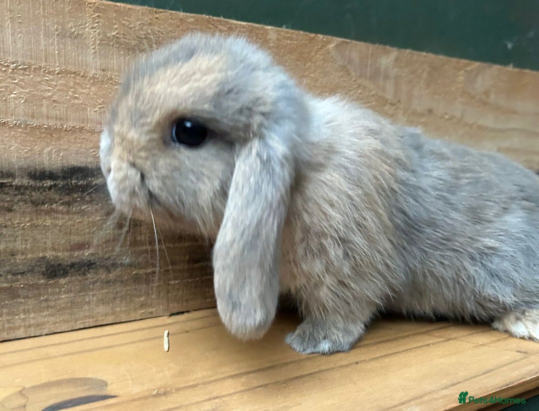 Mini Lop rabbits for sale: MINI LOP BUNNIES / PEDIGREE  - Image 14
